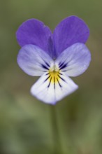 Heartsease (Viola tricolor), Emsland, Lower Saxony, Germany, Europe