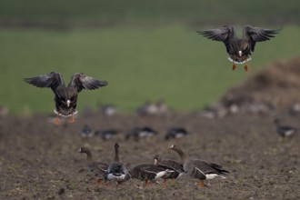 White-fronted goose (Anser albifrons), Texel, Netherlands