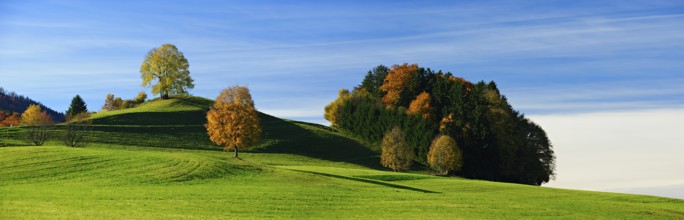 Field landscape in Upper Bavaria in autumn, green meadow, solitary trees with autumn leaves and