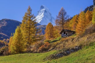 Autumn landscape with Matterhorn 4478m and golden yellow larches, Zermatt, Mattertal, Valais,