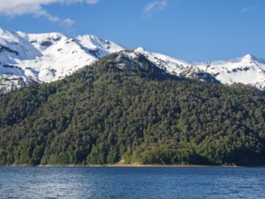 Araucaria forest on hills at lake Conguillio, Conguillio National Park, Chile, South America