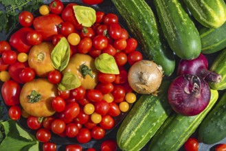 Varied arrangement of tomatoes (Solanum lycopersicum), cucumbers (Cucumis sativus), red and yellow