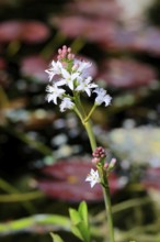 Bitter clover (Menyanthes trifoliata), flowering, blossom, aquatic plant, at a pond, Ellerstadt,