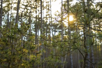 Sunlight shining through tall european black pine (Pinus nigra) in a dense forest, Neunkirchen,