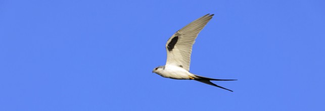 Swallow-tailed Kite, (Chelictinia riocourii), also Scissor-tailed Kite, African Swallow-tailed