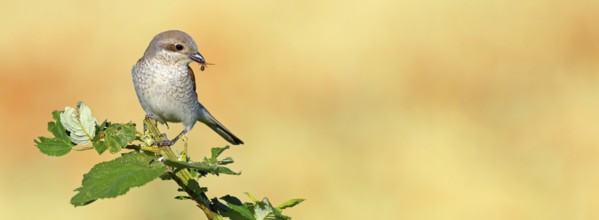 Red-backed shrike (Lanius collurio), female with prey, Hockenheim, Baden-Württemberg, Germany,