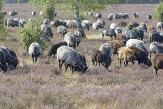 Heidschnucken (Ovis aries), herd in the blooming heathland, Südheide Nature Park, Lüneburg Heath,