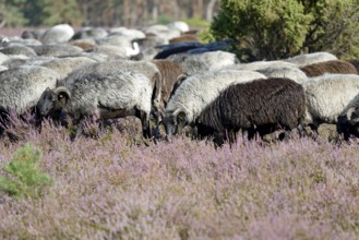 Heidschnucken (Ovis aries), herd in the blooming heathland, Südheide Nature Park, Lüneburg Heath,