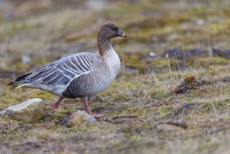 Pink-footed goose (Anser brachyrhynchus), Longyearbyen, Svalbard / Spitsbergen, Norway, Europe