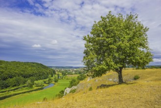 Willow beech (Fagus sylvatica), Eselsburg Valley, Swabian Alb, Baden-Württemberg, Germany, Europe