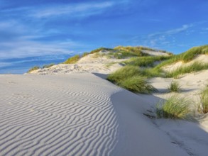 Amrum Island, landscape Germany, dune, dunes, grass, structure, form, vegetation, Amrum, Amrum