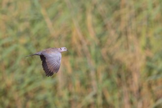 Mourning collared dove (Streptopelia decipiens), Lamin rice fields, Abuko, South Bank, Gambia,