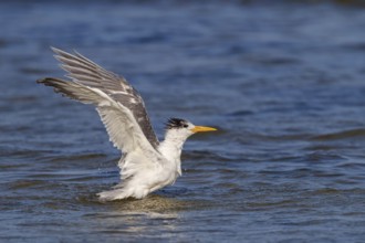 Common Tern, flight photo, (Thalasseus bergii), landing in the water, East Khawr / Khawr Ad