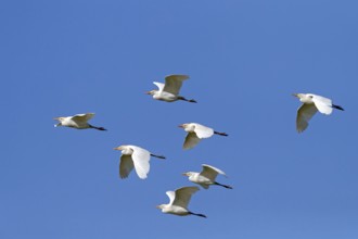 Cattle egret (Bubulcus ibis), flight photo, group, Raysut, Salalah, Dhofar, Oman, Asia