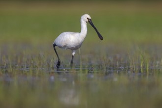 Spoonbill, (Platalea leucorodia), Floating Hide fixed, Tiszaalpár, Kiskunsági National Park,