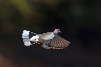 Red-crested Pigeon, (Streptopelia vinacea), Red-winged Turtle Dove, Morgan Kunda lodge / road to