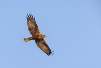 Western marsh-harrier (Circus aeruginosus), Hides de El Taray / Raptor Hide, Villafranca de los