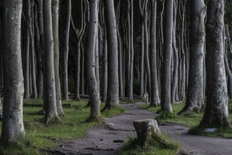 Beech forest (Fagus sylvatica), Ghost Forest Nienhagen, Mecklenburg-Western Pomerania, Germany,