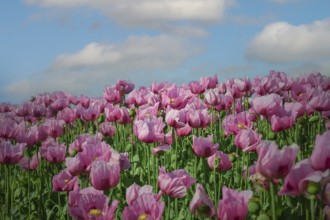 Opium poppy (Papaver somniferum), cultivation of edible poppy, poppy field, Donnersbergkreis,