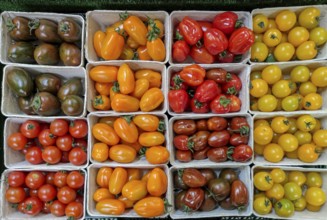 Cardboard bowls with different varieties of mini tomatoes, Southern Palatinate,