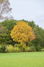 Norway maple (Acer platanoides) tree colored behind a field in autumn, Bavaria, Germany, Europe