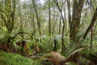 Nature landscape of the forest in the Great Otway National Park in spring, Australia, Oceania