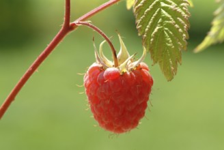 Ripe raspberry on the plant, Rubus spp