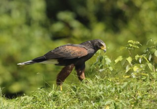 A bird of prey stands on a green meadow, surrounded by plants, desert buzzard (Parabuteo