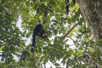 Black giant squirrel (Ratufa bicolor), Kaeng Krachan National Park, Phetchaburi Province, Thailand,