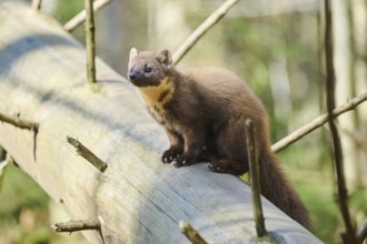 European pine marten (Martes martes) in a forest, Bavaria, Germany, Europe