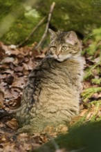 European wildcat (Felis silvestris silvestris) in a forest, Bavaria, Germany, Europe