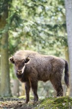 European bison (Bison bonasus) youngster in a forest in spring, Bavarian Forest, Germany, Europe