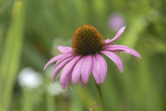 Purple coneflower (Echinacea purpurea), North Rhine-Westphalia, Germany, Europe