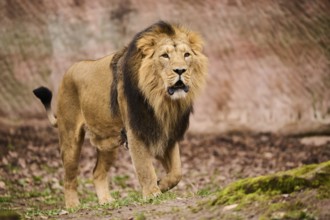 Asiatic lion (Panthera leo persica) male walking on the ground, Germany, Europe