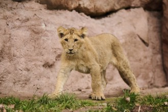 Asiatic lion (Panthera leo persica) cub walking on the ground, captive