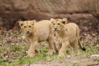 Asiatic lion (Panthera leo persica) cubs walking on the ground, captive