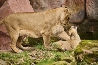 Asiatic lion (Panthera leo persica) female (mother) with her cub, captive