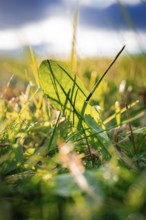 A single green leaf illuminated by the sun in the middle of a carpet of grass, Calmbach, Black