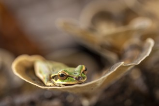 Masked tree frog (Smisisa phaeata), frogs (Rana), Costa Rica, Central America