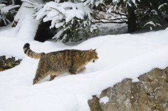 Wildcat exploring a snowy landscape under trees, European wildcat (Felis silvestris), Germany,