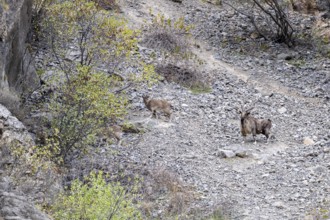 Screw goat (Capra falconeri), Markhor, Panj Valley, Gorno-Badakhshan Province, Tajikistan, Central