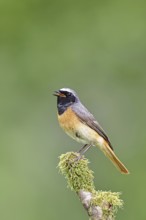 Redstart (Phoenicurus phoenicurus), male singing on a moss-covered branch, songbird, wildlife,