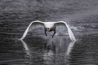 Swan flying with spread wings just above calm water, Mute Swan, (cygnus olor), wildlife, Germany,