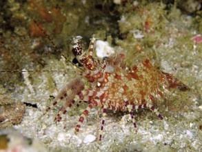 Shrimp with complex pattern, common marble shrimp (Saron marmoratus), on a coral reef, dive site