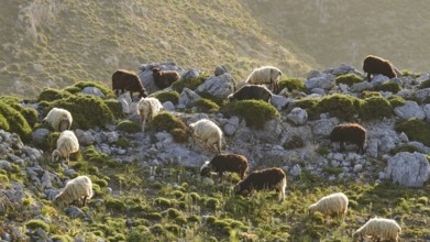 A flock of sheep grazing on a rocky slope, sheep (e) or goat (n), ovis, caprae, Crete, Greek