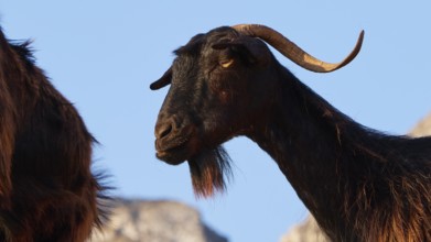 A side profile of a goat with horns and beard against a blue sky, sheep (e) or goat (n), ovis,