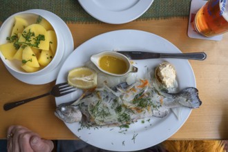 Blue trout (Salmo trutta) with Potato, butter and horseradish, served in a pub, Franconia, Bavaria,