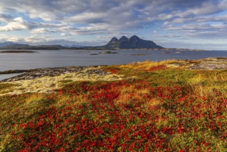 Autumn coloured tundra, morning light, cloudy mood, mountains, coast, Tranoy, Ofoten, Norway,