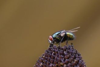 Golden fly (Lucilia caesar) on a flower of the yellow coneflower (Echinacea paradoxa), macro