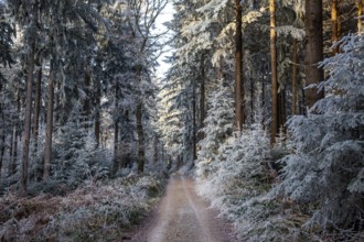 Winter, forest path, trees with hoarfrost in the forest, mixed forest, Dossenheim,